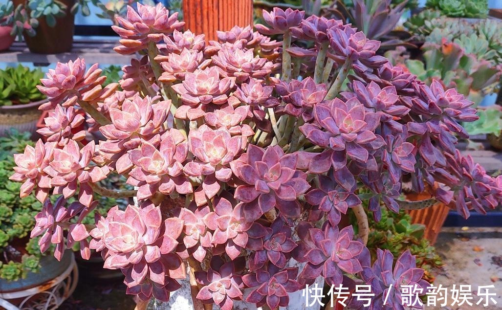 绿爪|送朋友多肉又不落俗套?红橙黄绿青蓝紫彩虹系7色多肉了解一下!