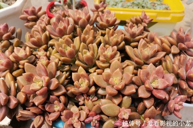 母亲的小院月季怒放,凤仙盛开!