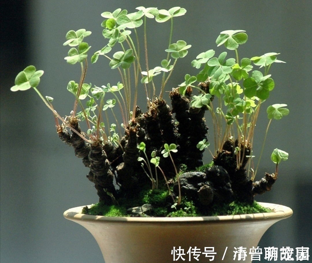 盆栽|5种不起眼的“小草”,挖回来做成盆景,越看越漂亮