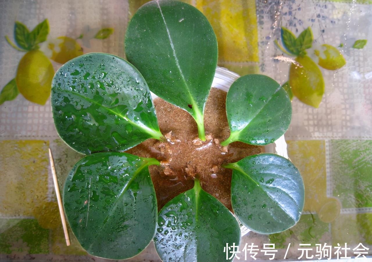 虎皮兰|谁说养花难？4种“泼辣花”，扔在土里就生根，繁殖一片小崽子