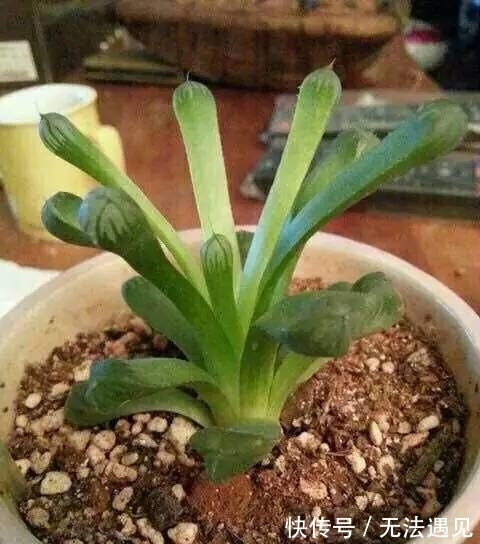 4种多肉植物,再喜欢也别养,号称“徒神”,养起来心累!