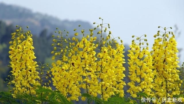 这个春天，成都鲜花山谷呈现出与众不同的花海春色