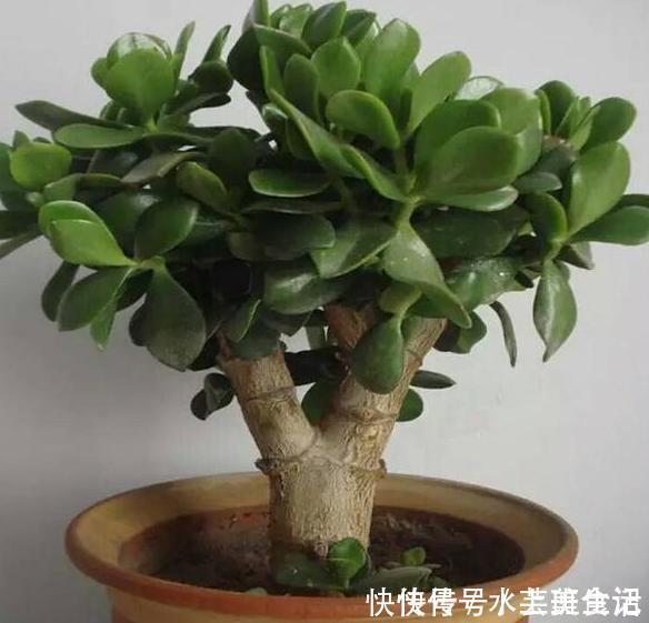 营养价值|居家自制肥:别光盯着淘米水了,用它们做花肥,营养价值更高
