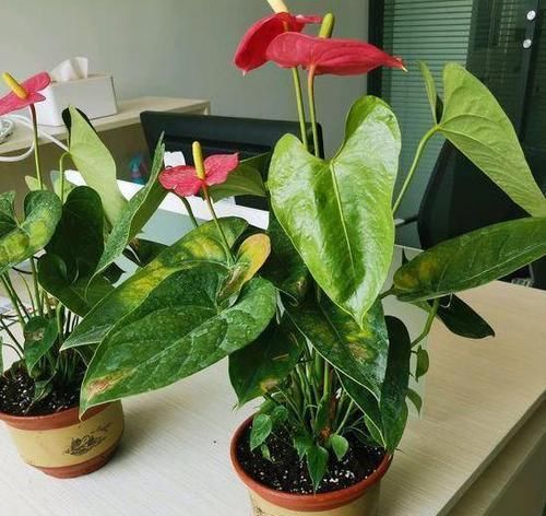  户外养护|有钱人都喜欢这三种花，好运接连一整年！早看早知道！