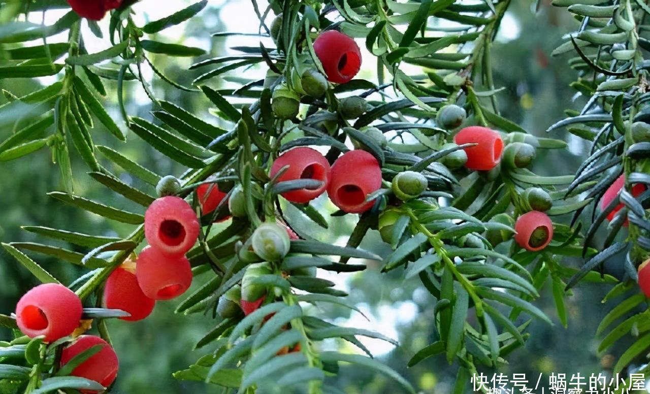 “熊猫”植物红豆杉，价值高价格贵，家里栽一株，美观又大气