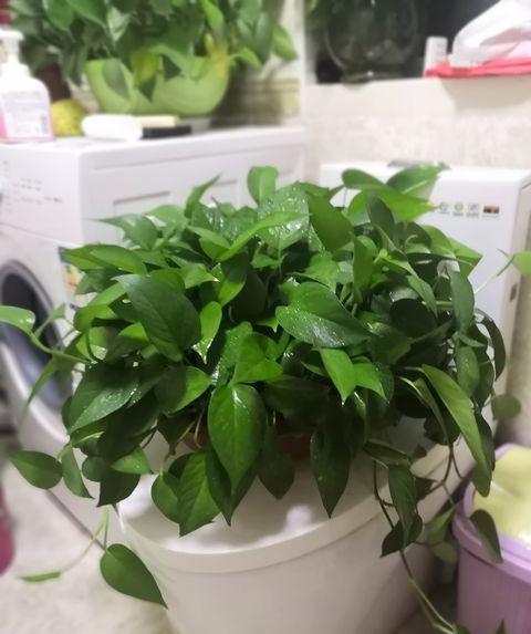 光照|绿萝就要这样养，叶片油亮蹭蹭长，一盆养一年，爬满整面墙