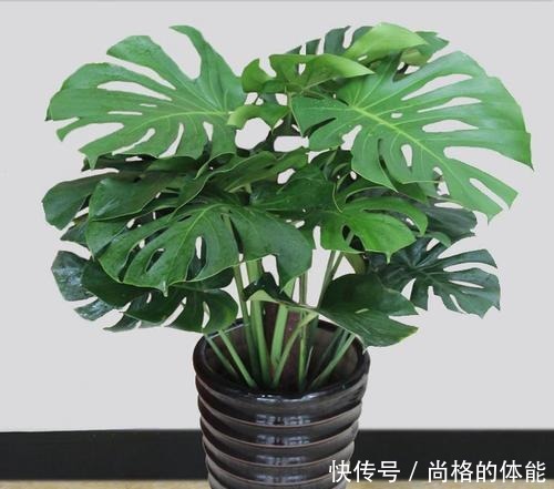 “3种花”摆客厅,大气、上档次,叶片油绿,空气清新,你养了吗!