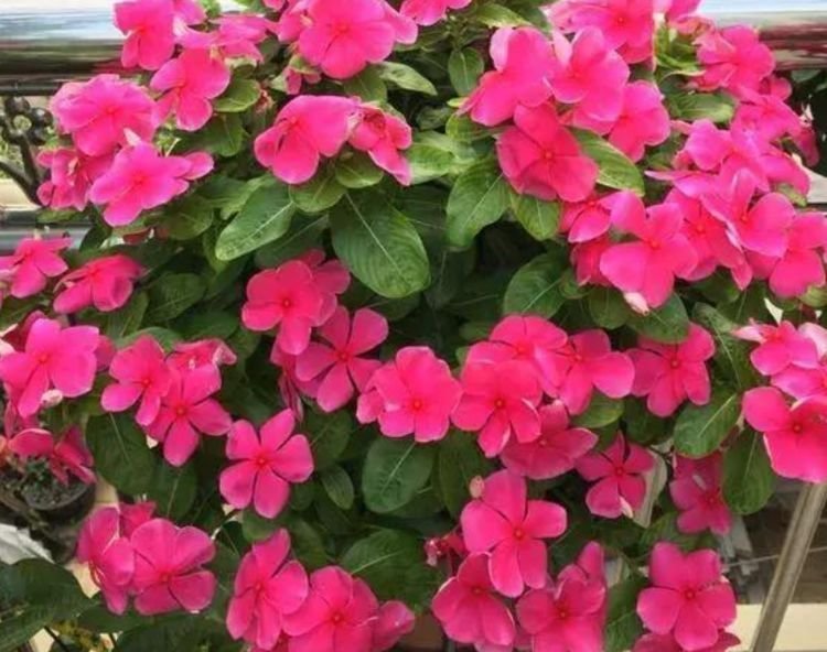 腐叶土|4种花堪称开花机器,好养又漂亮,给水就“疯长”,开花一簇簇