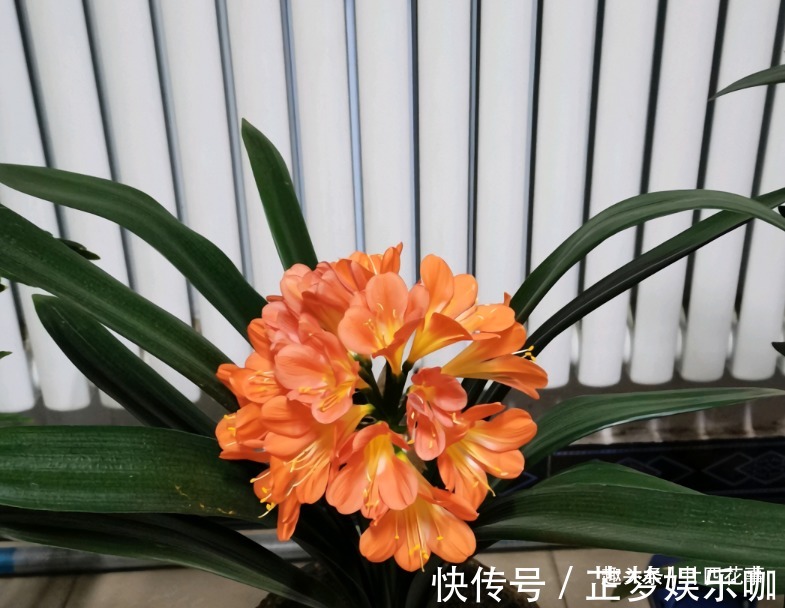 光照|入冬后养君子兰,摆放位置很关键,室内“4不摆”,牢记莫犯错