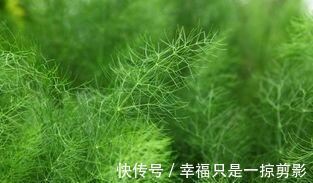 并发症|高血压遇到“福星”了，坚持早晚多吃，平稳血压，预防并发症