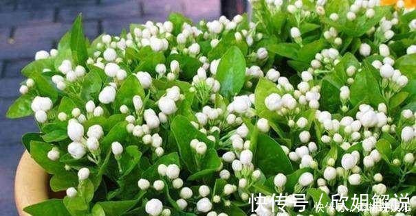 矮牵牛|摘心时1个方法，让月季，矮牵牛，茉莉植株壮，花开爆盆不是梦