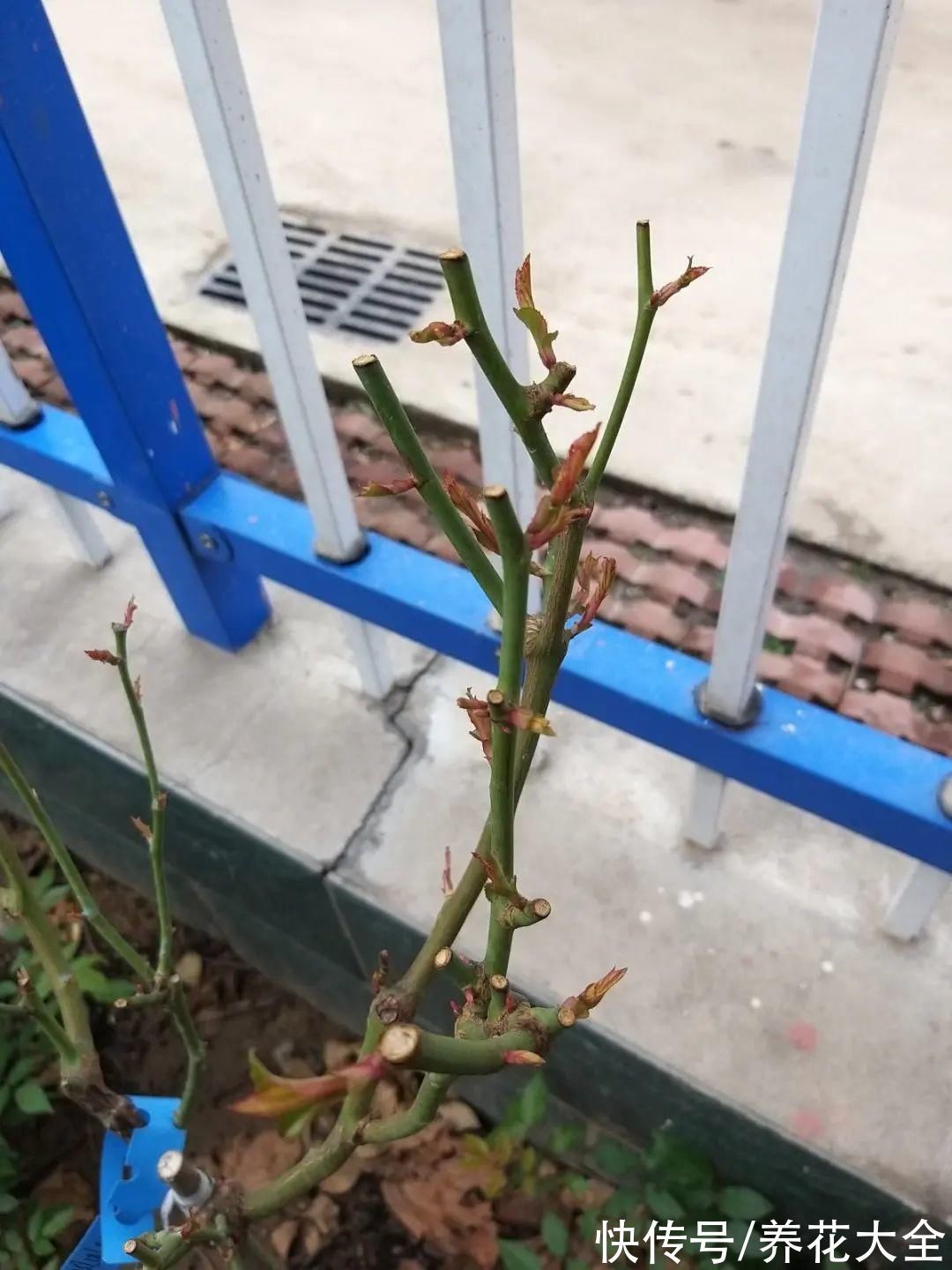 枝叶|7种花冬天会假死,叶子掉光不要扔,明年还能大爆花