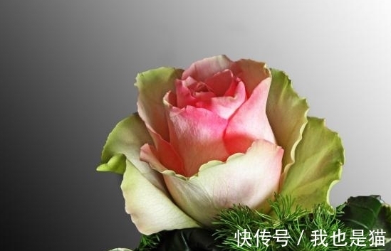 余生|从7月29日开始,彼岸花开,深情延续,牵手相伴,余生不分别