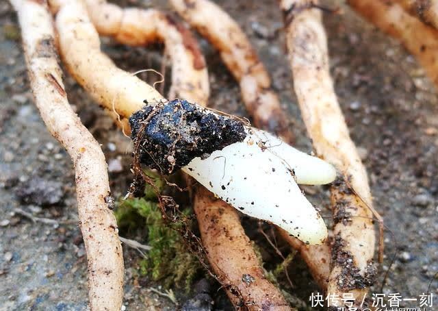 夏天|夏天如何管理兰花,才能确保不会烂根?这3点非常重要