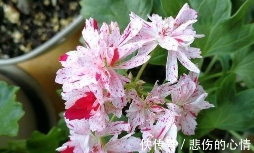 庭院种植此款植物,花色艳丽丰富,满屋花香四溢,美