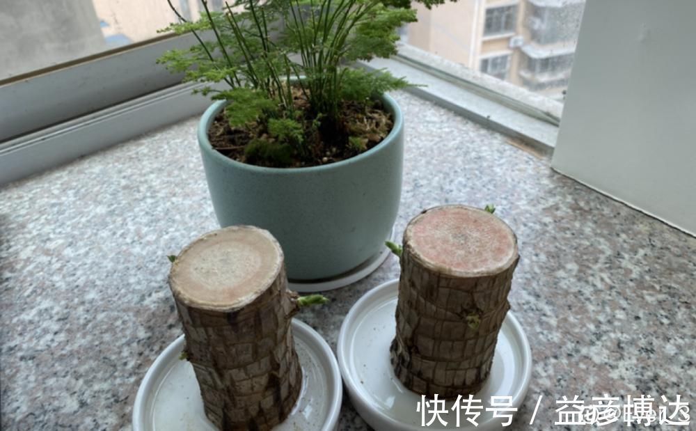 叶子|网上买的小木桩,泡水半个月,臭了还没长芽!