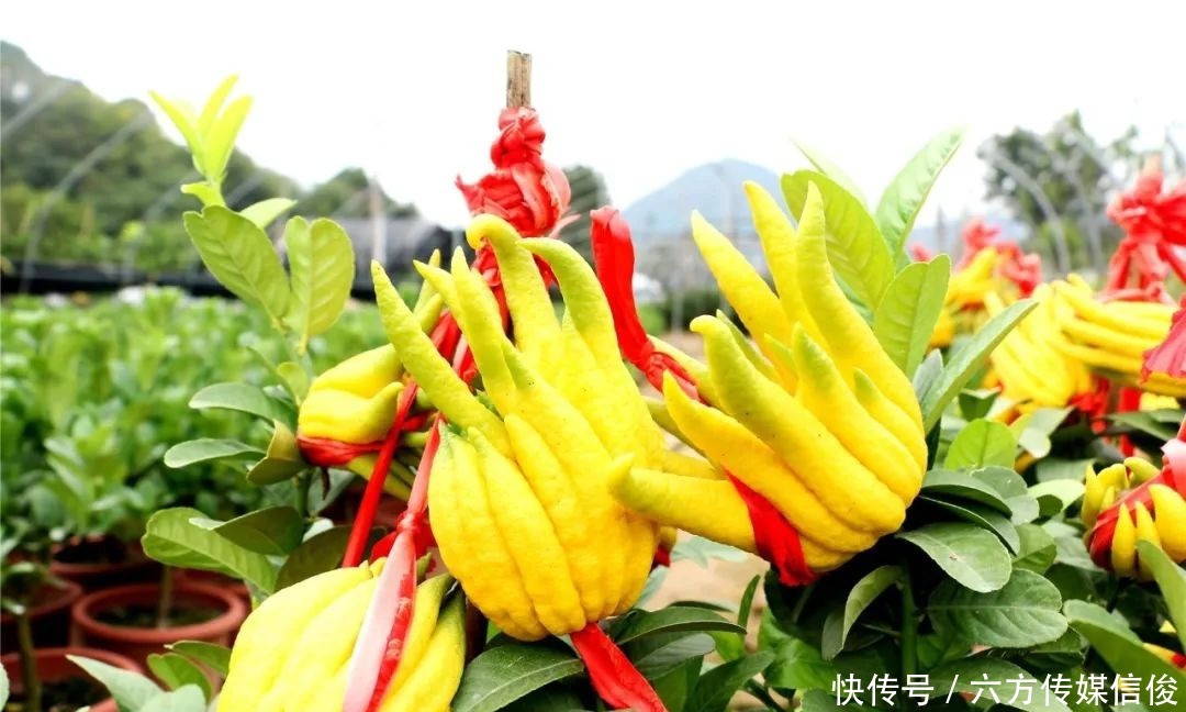  双城|婺语倾城：婺城“花香”沁九州