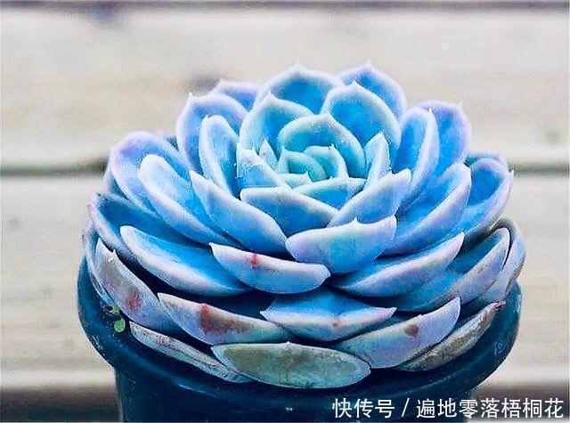 意境|10款意境深远的蓝色系多肉!养成老桩美呆了!越养越爱!