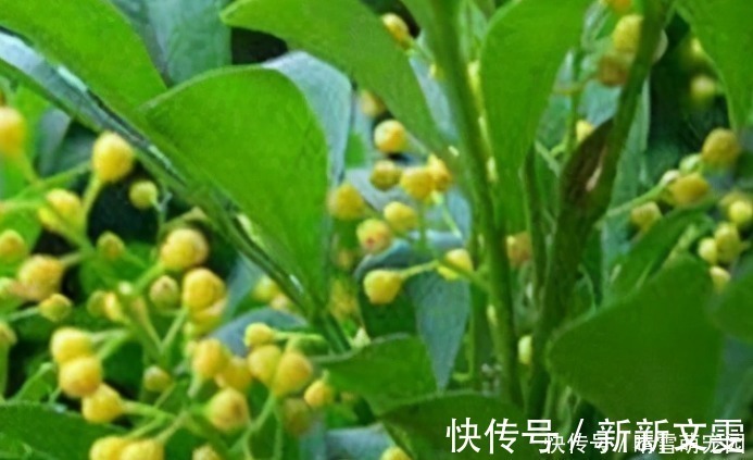 木槿|不怕太阳晒的4种“香水花”,越晒越开花,香味越浓!