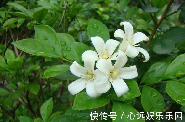 花卉|适合新手种在院子的3种花草，香飘满园满屋香，每天睡眠都好