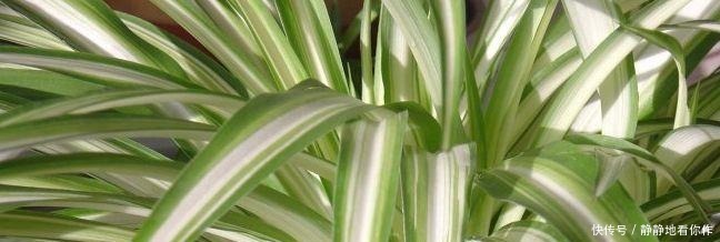 吊兰|吊兰的最爱，没事喝喝“它”，个头蹿蹿，藤蔓到处爬！