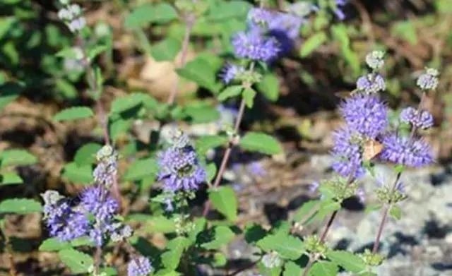 短毛|农村这野草叫“山薄荷”,对皮肤瘙痒有帮助,遇见记得采摘回家