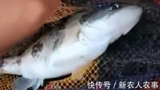 湖北一男子野钓遇上鳜鱼窝,新手在此也能连杆,网友:请假去钓鱼