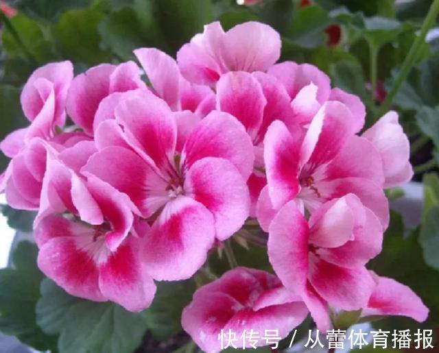 喜欢在家中养护花卉,就选择开花繁多,花色艳丽丰富的3种花卉