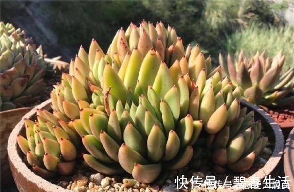 土壤|只有少数人才知道，用这种方法，短时间就能让多肉植物变旺盛！