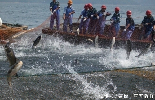 在河里放置铁栏栅,经过的鱼都被拦了下来,看的人都眼红了