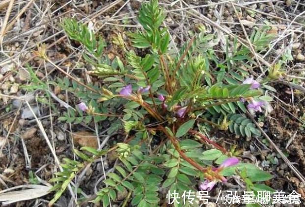 米布袋|农村路边无人问津的野草，能清热解毒，治咳嗽，降火气，你认识吗
