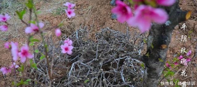 做一桌玫瑰,送给我最爱的你们~