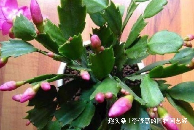 秋季蟹爪兰迟迟不开花,三个爆盆施肥方法,立刻花开艳丽满盆红爪