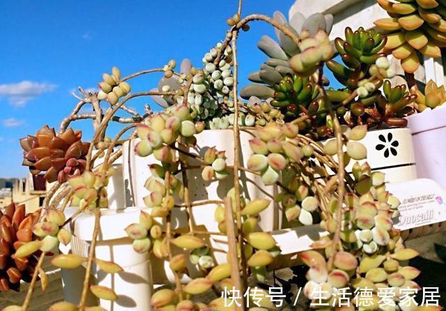 花友|达摩福娘,有香味的多肉中最好养的品种,爱爆盆可以当成吊兰养