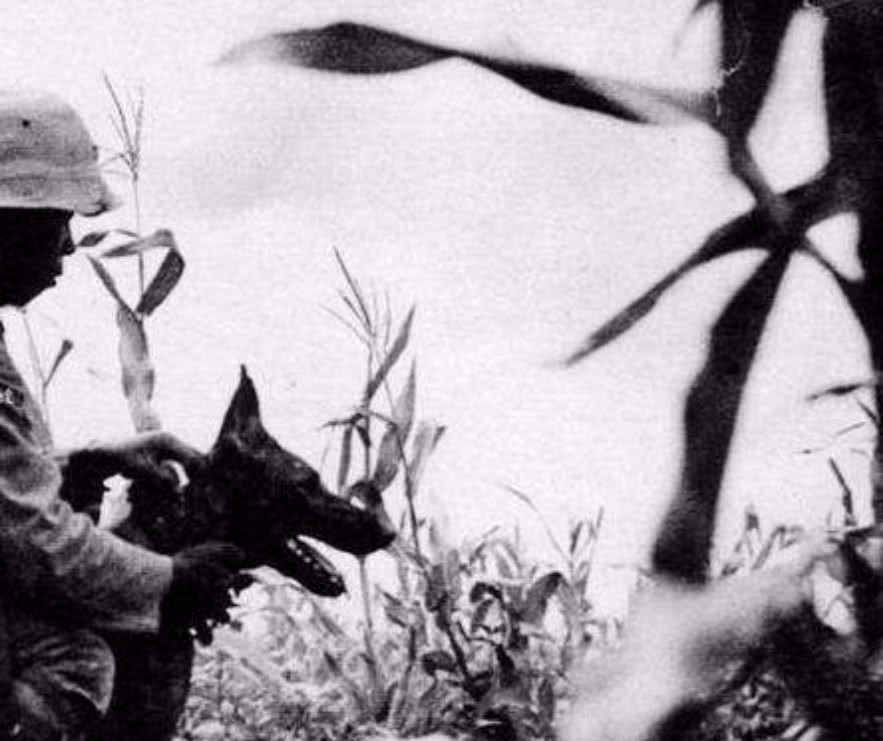 日本|日本培养一种像狼一样的动物，我军伤亡惨重，训练土狗与其抗衡