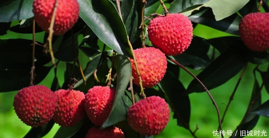 荔枝|三大“长寿果”,排毒养颜延缓衰老