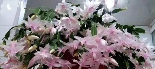 花盆|什么东西适合养花?这些宝贝,帮搞定花盆、花土、花肥问题