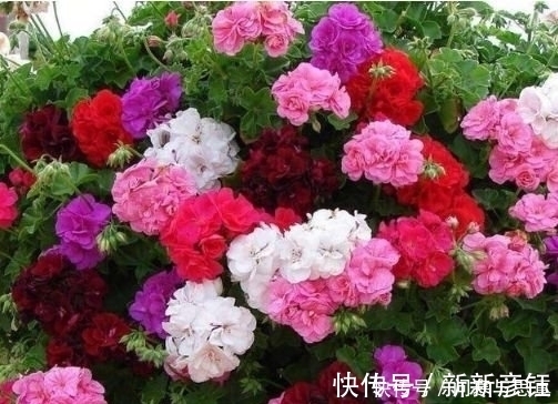 漂亮|4种花超漂亮,个个美出状态,比牡丹还美,年年开花美翻