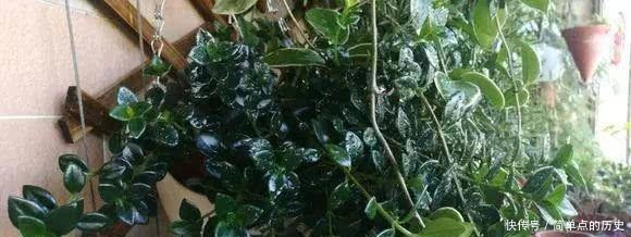 金鱼吊兰一年四季这样养,冬天保证开花爆满盆,满满一盆小金鱼!