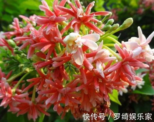 喜欢牡丹,不如养“优良玫瑰”卡罗拉,标准玫瑰红,花开鲜艳照人