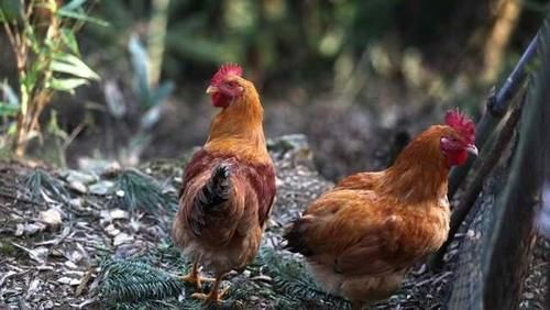 炖鸡汤|遭人疯抢的农村土鸡，为什么现在没人要了？其实原因很现实