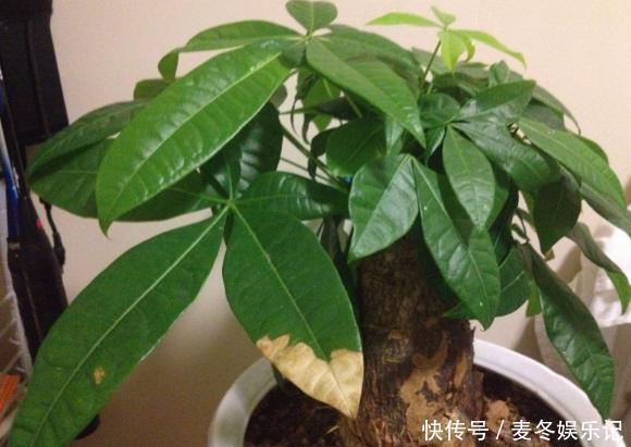 养花浇水顾及到这5个要素，就再也不担心植物缺水落叶掉花