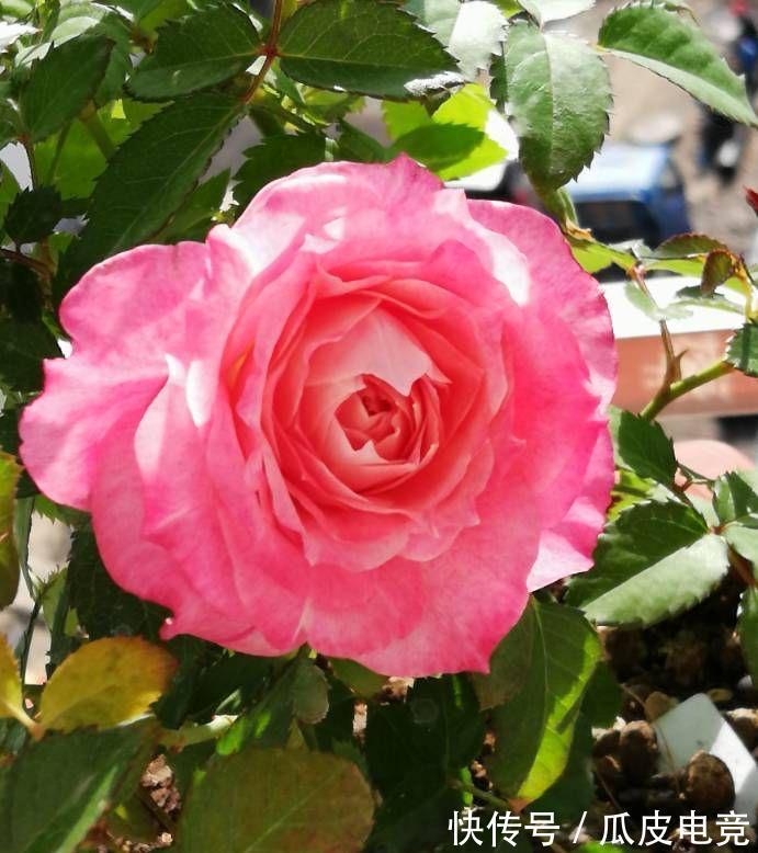 养一盆这种月季,一年爆花几次,又香又美,花朵大花色也漂亮