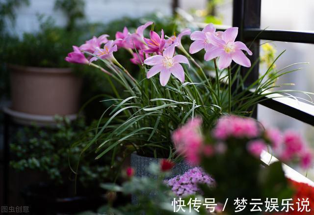 曝光封闭阳台养花的“黑名单”,养活难度大,该放弃就放弃