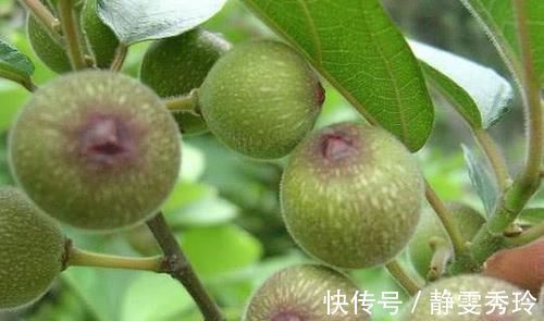 增生|乳腺增生遇见“对手”了,女人经常喝一杯,疏通乳腺、远离增生