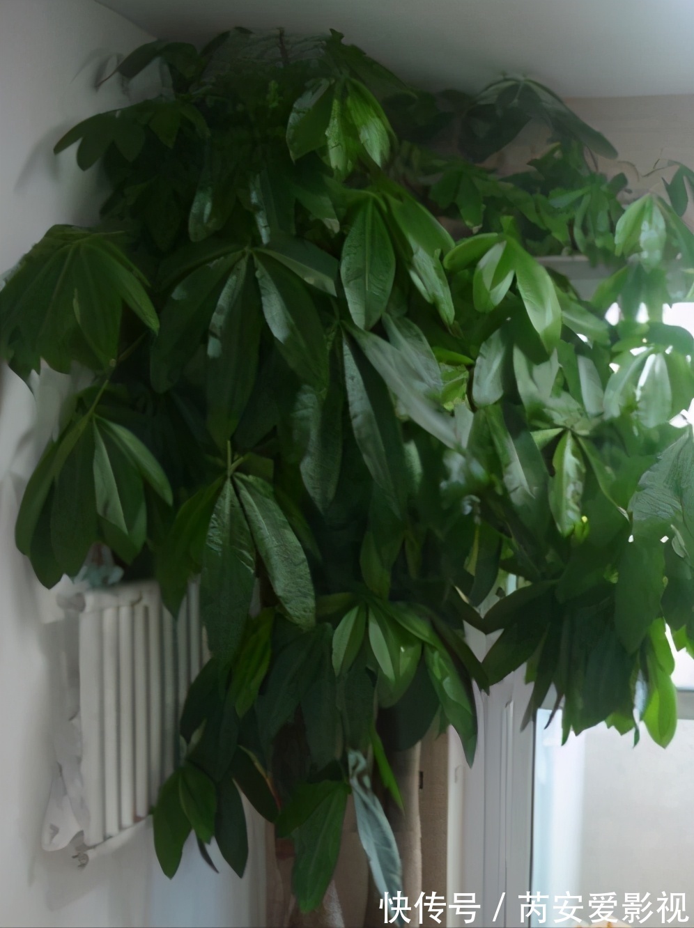 阳台上|5个位置,不能养花,养一盆死一盆,看看你中招没有