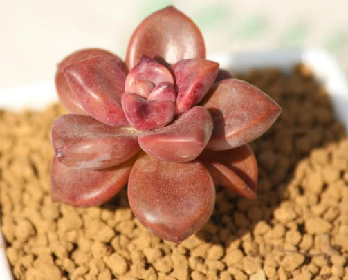 多肉姬胧月怎么养更艳丽教你3个小妙招,养出清新绚烂的姬胧月