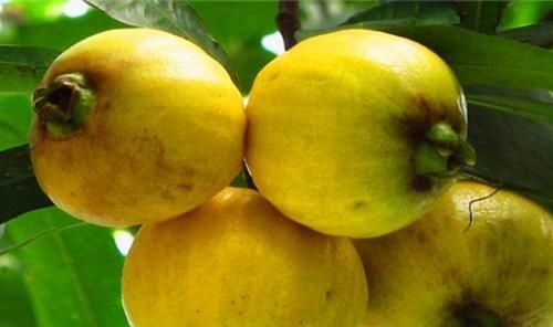 肌肤|想长寿要先会吃3种食物，美容养颜、滋润肌