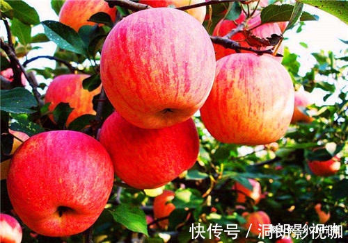 食物|秋天来了，多吃以下4种食物，延缓衰老，美容养颜，身体棒棒哒