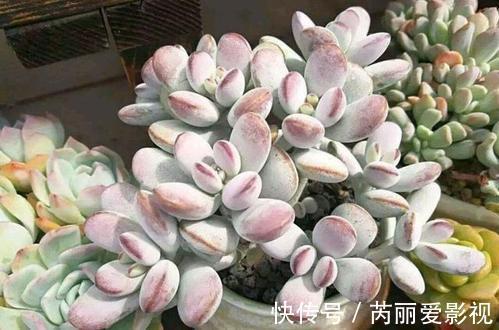 给多肉喂2种肥水,15天喝一次,叶片圆滚滚,长成肉墩子!